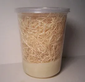 Fruit Flies Wingless Melanogaster culture